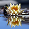 Imagem do aplicativo Photo Reflection -Water Effect