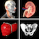 Imagem do aplicativo Quiz de Anatomia Pro