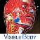 Imagem do aplicativo Muscle Premium - Human Anatomy, Kinesiology, Bones