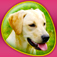 Imagem do aplicativo Dogs 360