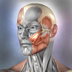 Imagem do aplicativo Muscle & Bone Anatomy 3D